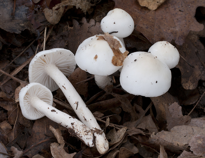 Hygrophorus cossus